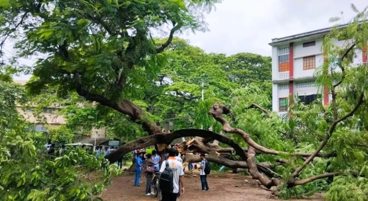 ভেঙে পড়ল রাবির সেই কৃষ্ণচূড়া